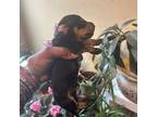 Dachshund Puppy for sale in Lynchburg, VA, USA