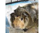 Adopt Pig Pen a Guinea Pig