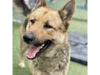 Adopt Mac a German Shepherd Dog