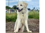 Adopt OLIVER a Great Pyrenees
