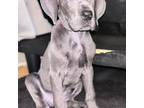 Great Dane Puppy for sale in Belleville, MI, USA