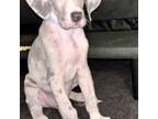 Great Dane Puppy for sale in Belleville, MI, USA