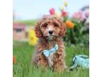 Cavapoo Puppy for sale in Millersburg, OH, USA