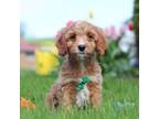 Cavapoo Puppy for sale in Millersburg, OH, USA