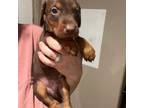 Doberman Pinscher Puppy for sale in Tyler, TX, USA