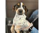 Adopt Checkers a Mixed Breed