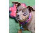 Adopt Jammy a Miniature Pinscher