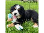 Bernese Mountain Dog Puppy for sale in Alum Bank, PA, USA