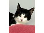 Adopt Gonzalo a Domestic Short Hair