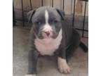 Mutt Puppy for sale in Erie, KS, USA