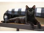 Adopt Lark Anderson a Domestic Short Hair