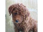 Mutt Puppy for sale in Neosho, MO, USA