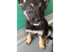 Adopt A237179 a German Shepherd Dog, Mixed Breed