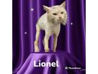 Adopt LIONEL a Domestic Long Hair, Domestic Short Hair