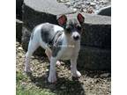 Rat Terrier Puppy for sale in Grovespring, MO, USA