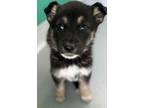 Adopt A237178 a German Shepherd Dog, Mixed Breed