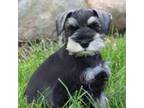 Schnauzer (Miniature) Puppy for sale in Wakarusa, IN, USA