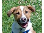 Adopt Puffin a Hound, American Staffordshire Terrier