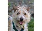 Adopt Terry a Terrier