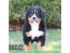 Bernese Mountain Dog Puppy for sale in Millersburg, OH, USA