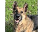 Adopt SMOKEY a German Shepherd Dog