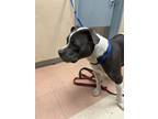 Adopt KING KONG a American Staffordshire Terrier