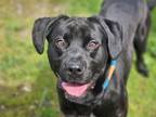 Adopt OZZY a Labrador Retriever