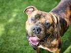 Adopt BURT a Pit Bull Terrier