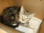 Adopt FLASH a Domestic Short Hair