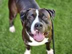 Adopt AXEL a Staffordshire Bull Terrier