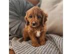 Cavapoo Puppy for sale in Mohnton, PA, USA