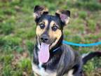 Adopt ECLIPSE a German Shepherd Dog, Mixed Breed