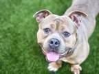 Adopt BURG a Pit Bull Terrier