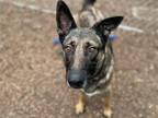 Adopt DALLAS a German Shepherd Dog