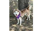 Adopt ALEX a Siberian Husky