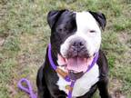 Adopt GAZPACHO a Pit Bull Terrier