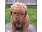 Labradoodle Puppy for sale in West Peoria, IL, USA