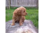 Labradoodle Puppy for sale in West Peoria, IL, USA