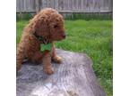 Labradoodle Puppy for sale in West Peoria, IL, USA