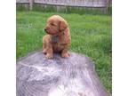 Labradoodle Puppy for sale in West Peoria, IL, USA