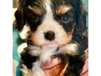 Cavalier King Charles Spaniel Puppy for sale in Springfield, TN, USA