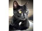 Adopt KORRA a Domestic Medium Hair