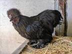 Adopt SGT PEPPER a Chicken