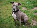 Adopt SAM I AM* a Pit Bull Terrier, Mixed Breed