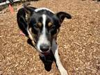 Adopt FLY* a Australian Shepherd