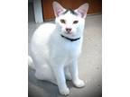 Adopt JASMINE* a Domestic Short Hair