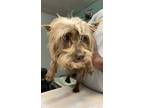 Adopt Red Ranger a Yorkshire Terrier, Mixed Breed