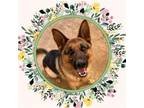 Adopt ENZO a German Shepherd Dog