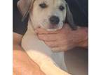 Dutch Shepherd Dog Puppy for sale in Lake Placid, FL, USA