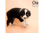 Australian Shepherd Puppy for sale in Butterfield, MO, USA